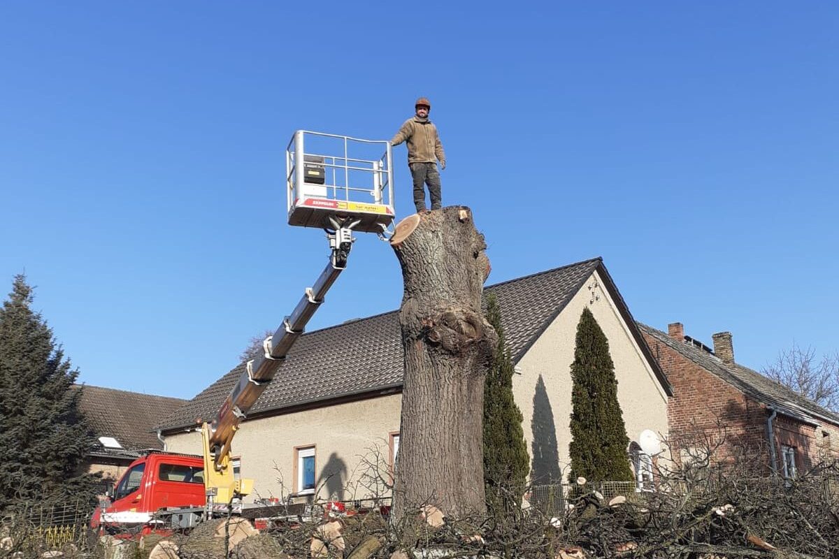 Baum15.jpg